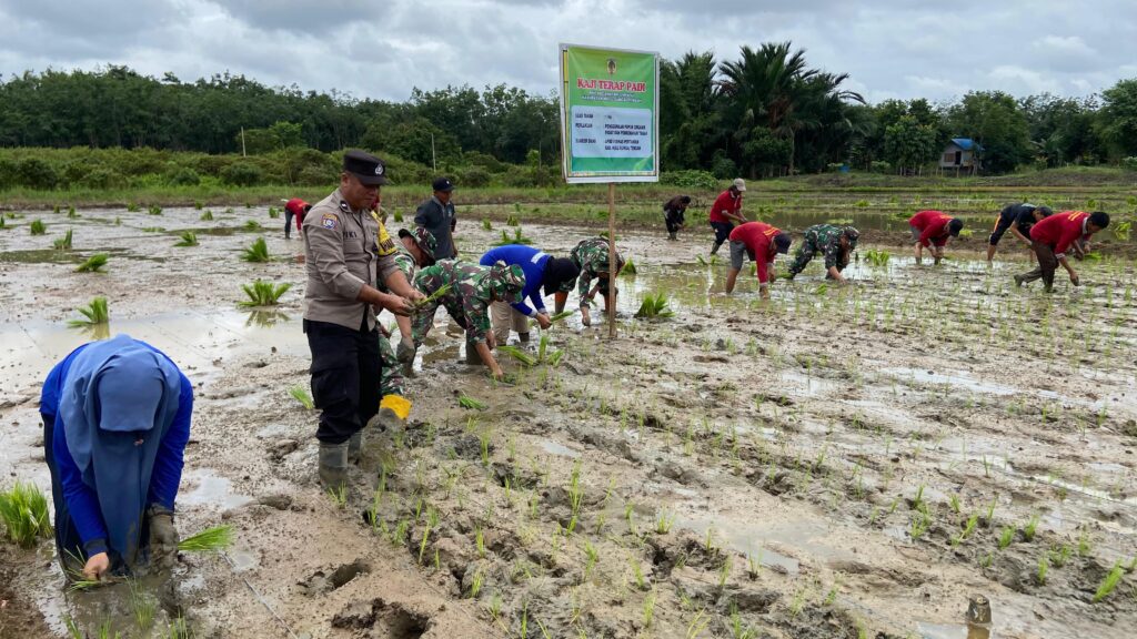 TNI-Polri dan Masyarakat Bersatu Tanam Padi di Limpasu, Dukung Ketahanan Pangan