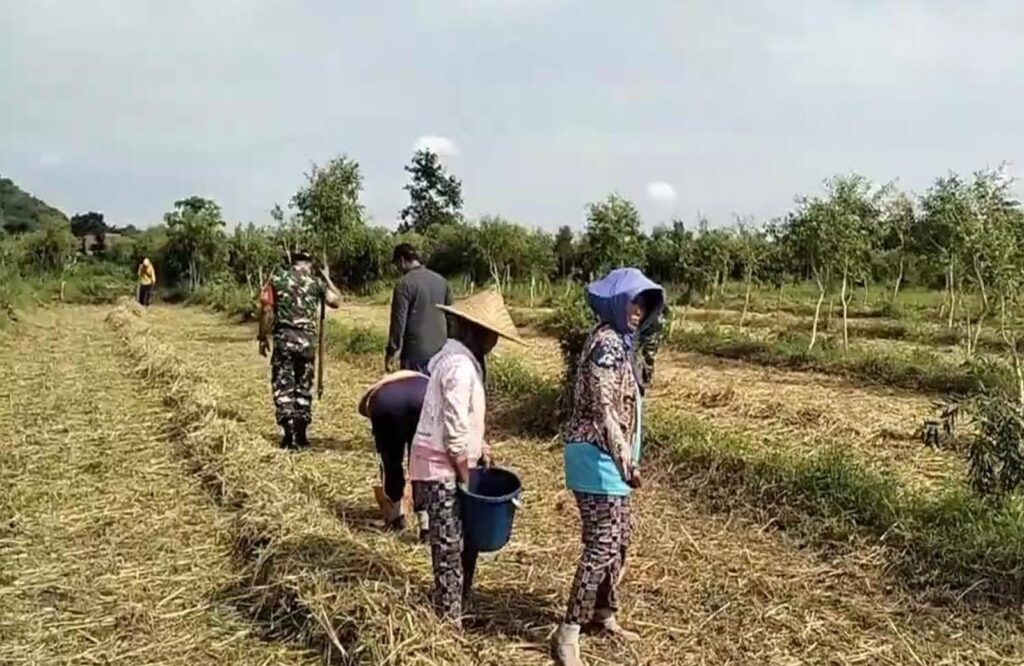 Babinsa Desa Darungan Bersama Poktan Tani Makmur Tanam Jagung di Lahan LMDH Wonoyoso