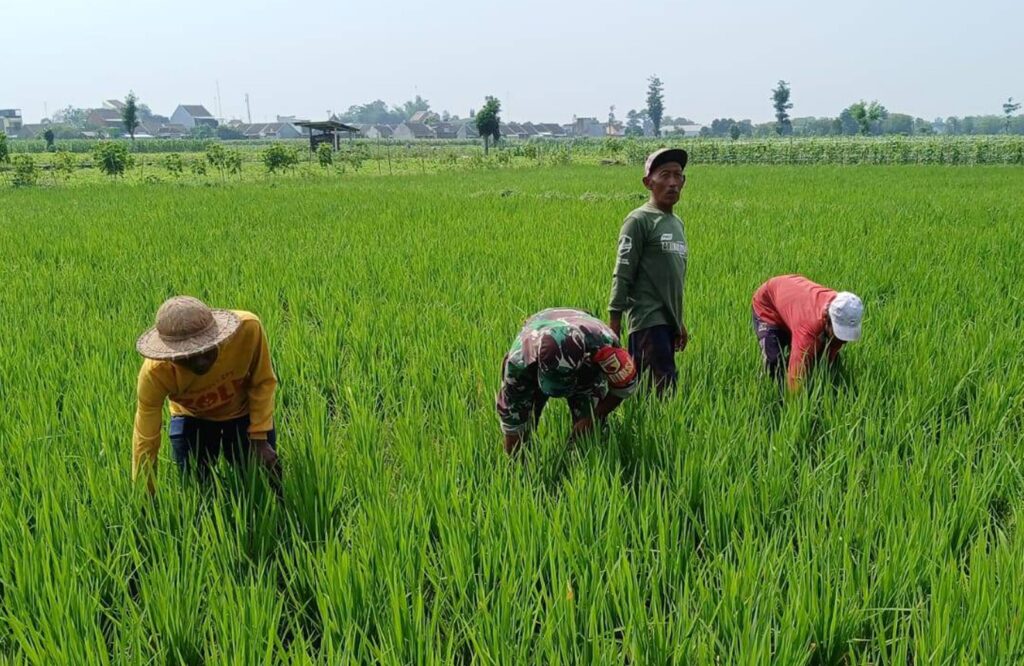 Maksimalkan Pertumbuhan Tanaman Padi, Babinsa Kelurahan Tanjungsari Bantu Petani Bersihkan Gulma