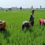 Maksimalkan Pertumbuhan Tanaman Padi, Babinsa Kelurahan Tanjungsari Bantu Petani Bersihkan Gulma