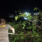 Quick Response, Polsek Kayangan Gandeng Damkar Evakuasi Pohon Tumbang