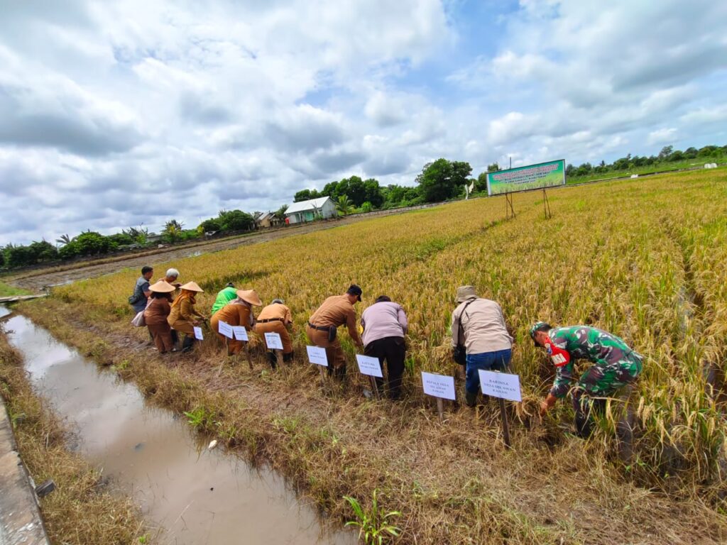 Hadiri Kegiatan Panen Padi, Babinsa Koramil Delta Pawan Sampaikan Apresiasi Hasil Varietas Super Genjah MD.70 Distanakbun