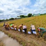 Hadiri Kegiatan Panen Padi, Babinsa Koramil Delta Pawan Sampaikan Apresiasi Hasil Varietas Super Genjah MD.70 Distanakbun