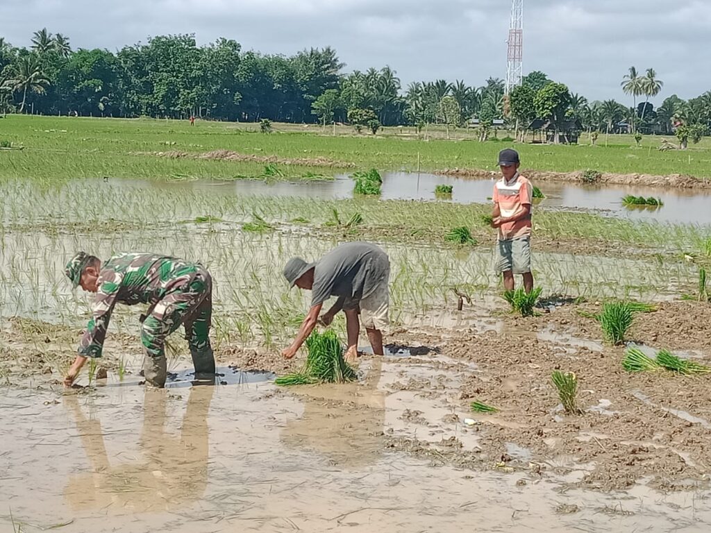 Wujud Nyata Komitmen TNI Dukung Pembangunan Dan Kesejahteraan Masyarakat, Ini Yang Dilakukan Babinsa LAS