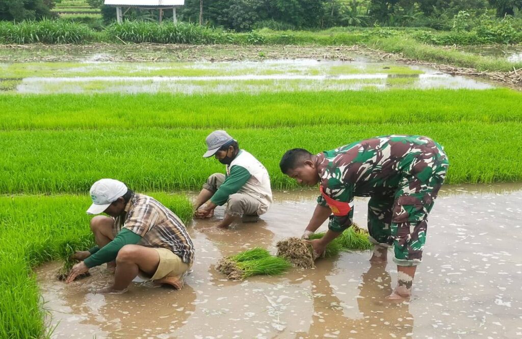 Aksi Nyata Dukung Ketahanan Pangan, Babinsa Desa Sidodadi Bantu Petani Cabut Benih Padi Siap Tanam