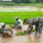 Aksi Nyata Dukung Ketahanan Pangan, Babinsa Desa Sidodadi Bantu Petani Cabut Benih Padi Siap Tanam