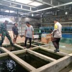 Babinsa Langko Dukung UMKM Ikan Hias di Lingsar