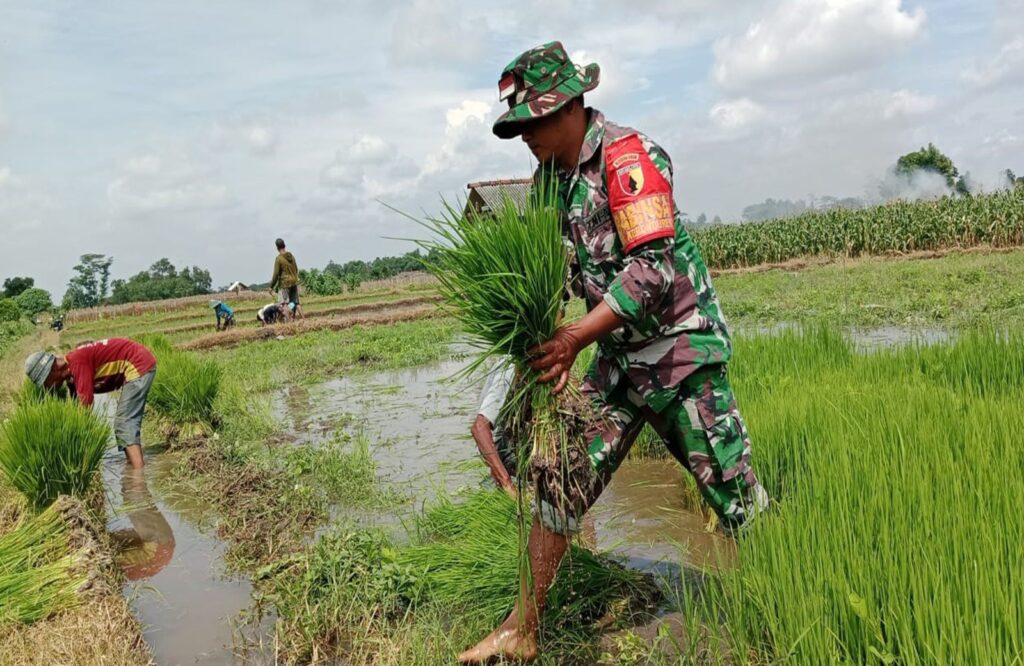 Kejar Swasembada Pangan, Babinsa Kebunduren Bantu Petani Tanam Padi