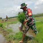 Kejar Swasembada Pangan, Babinsa Kebunduren Bantu Petani Tanam Padi