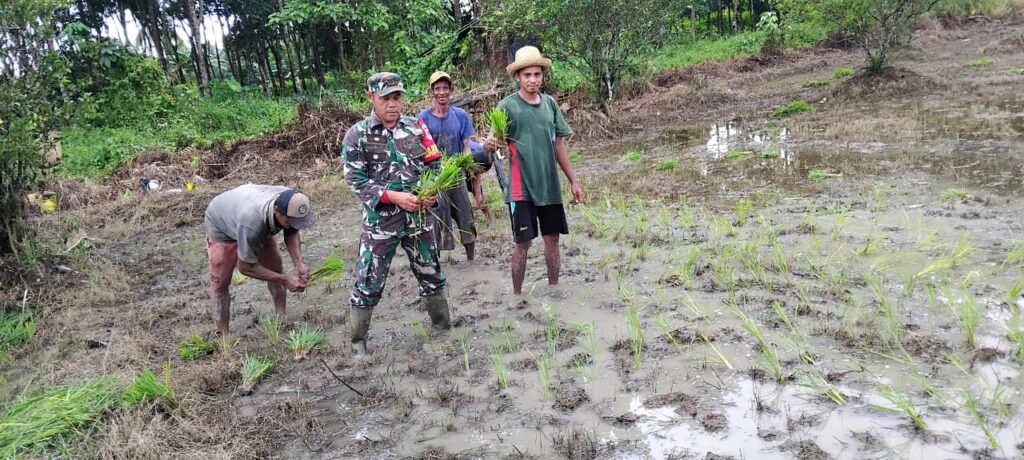 Babinsa Koramil 1002-04/Labuan Amas Selatan Dampingi Petani Tanam Padi, Wujud Nyata Ketahanan Pangan