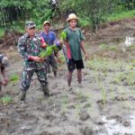 Babinsa Koramil 1002-04/Labuan Amas Selatan Dampingi Petani Tanam Padi, Wujud Nyata Ketahanan Pangan