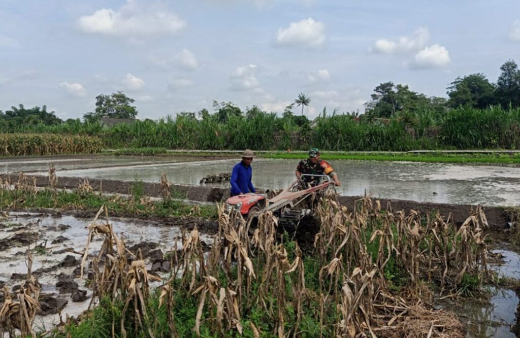 Percepat Masa Tanam, Babinsa Sumberingin Bantu Siapkan Lahan Tanam Padi