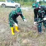 Koramil Simpang Empat Gandeng PT.Cinta Puri Pratama Mitigasi Tanam Pohon Cegah Erosi Dan Banjir 