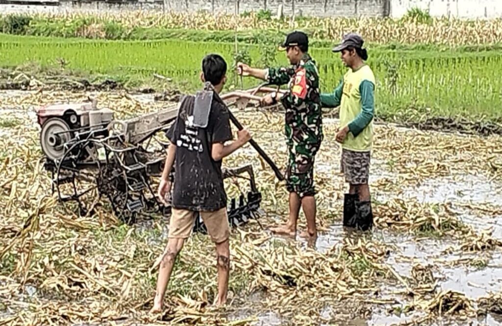 Babinsa Rejowinangun Dampingi penyiapan Lahan Musim Tanam Padi di Kademangan