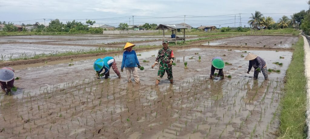 Sinergi Babinsa dan Petani Wujudkan Ketahanan Pangan Nasional