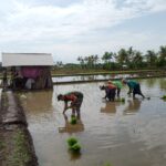 Dukung Ketahanan Pangan, Babinsa Desa Batuyang Dampingi Petani dalam Penanaman Padi