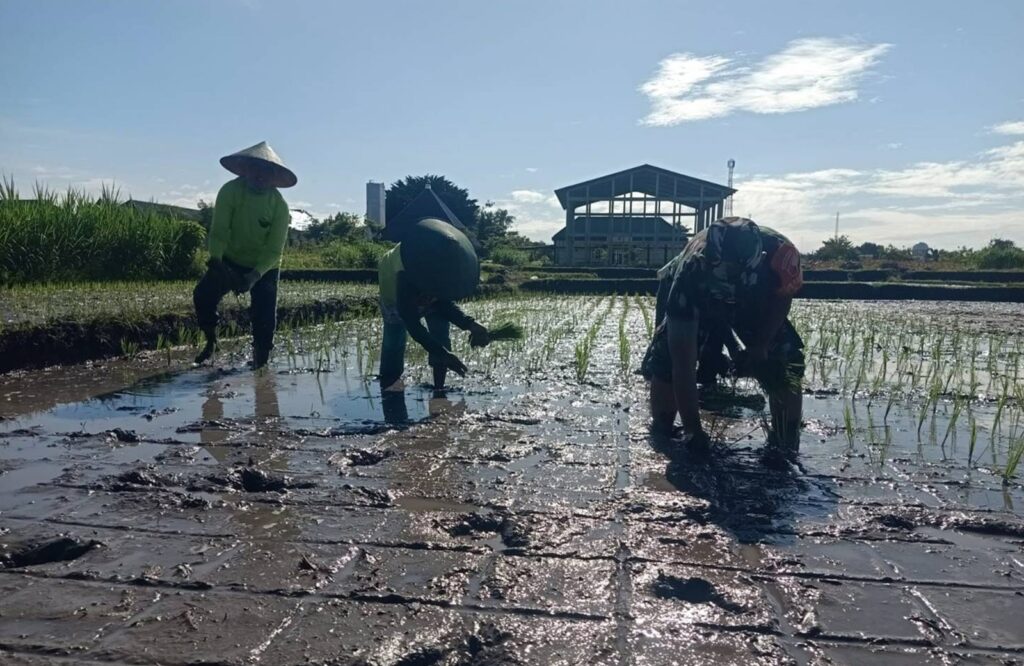 Tanam Padi, Babinsa Kauman Kota Blitar ikut mendampingi Petani