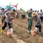 Dandim 1006/Banjar Dukung  Tanam Jagung Serentak   1 Juta Hektar Bersama Polres Banjarbaru