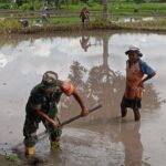 Sinergi TNI dan Petani Dorong Ketahanan Pangan di Lombok Barat