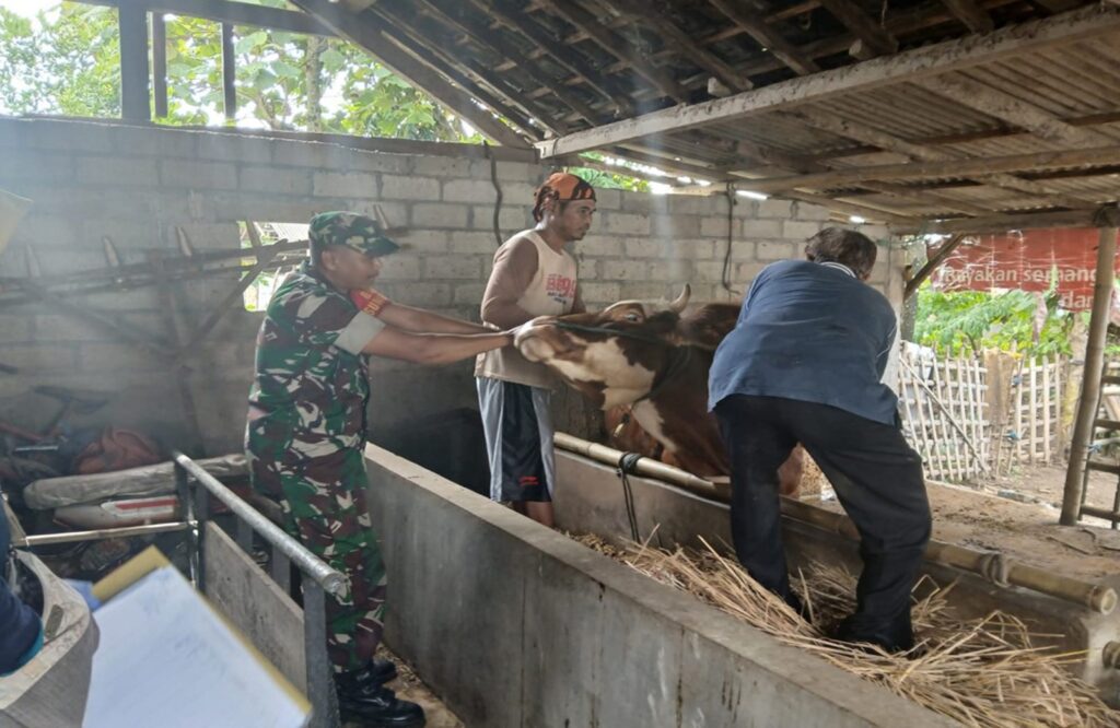 Antisipasi Wabah PMK, Babinsa Sumberdiren Dampingi Pemeriksaan Hewan Ternak Di Blitar