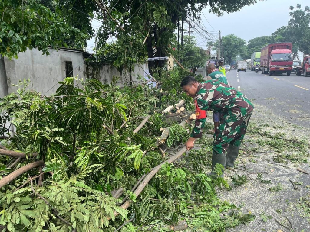 Pohon Tumbang Akibat Angin Kencang Sebabkan Kemacetan, Babinsa Turun ke Lokasi Lakukan Evakuasi