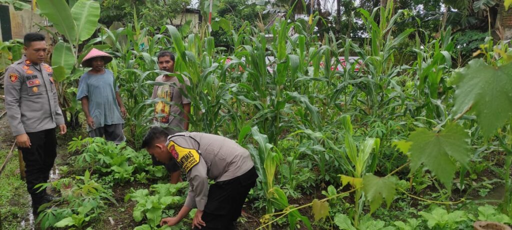 Polsek Batukliang Manfaatkan Lahan Kosong untuk Pekarangan Bergizi.