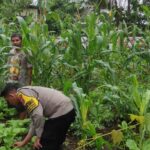 Polsek Batukliang Manfaatkan Lahan Kosong untuk Pekarangan Bergizi.