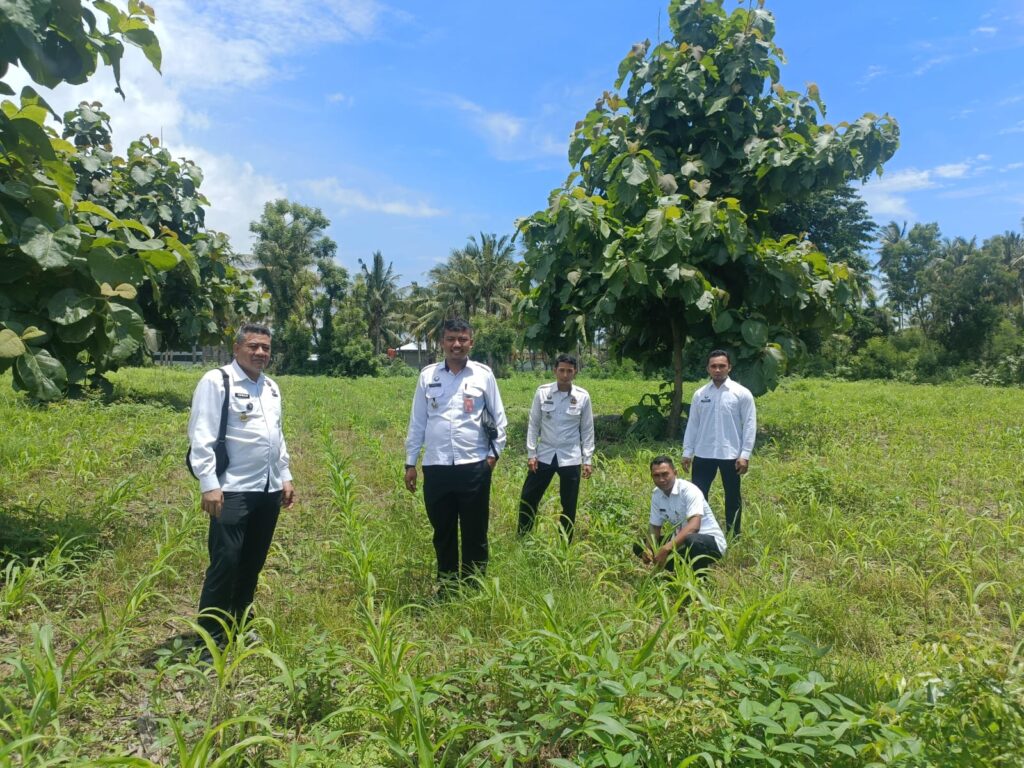 Ahmad Sihabudin Kontrol Perkembangan Jagung di Lahan Menange Baris