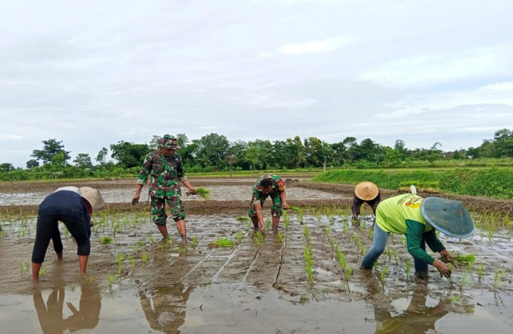 Babinsa Tawangsari Bersama PPL Dampingi Poktan Rejo Mulyo Tanam Padi