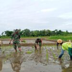 Babinsa Tawangsari Bersama PPL Dampingi Poktan Rejo Mulyo Tanam Padi