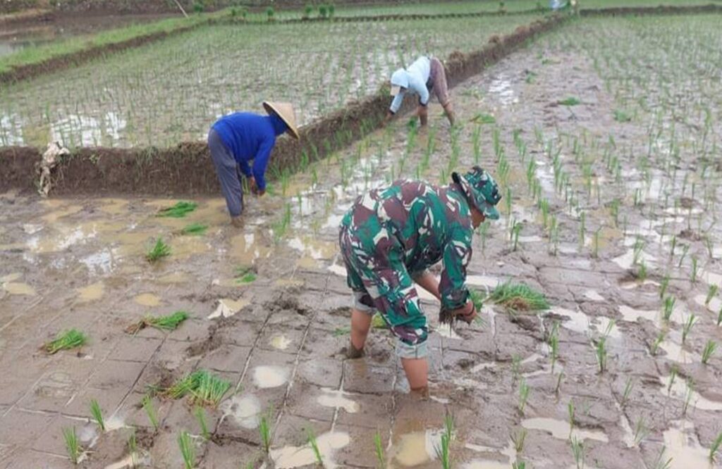 Kejar Luas Tambah Tanam, Babinsa Pagergunung Semangat Bantu Petani Tanam Padi