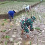 Kejar Luas Tambah Tanam, Babinsa Pagergunung Semangat Bantu Petani Tanam Padi