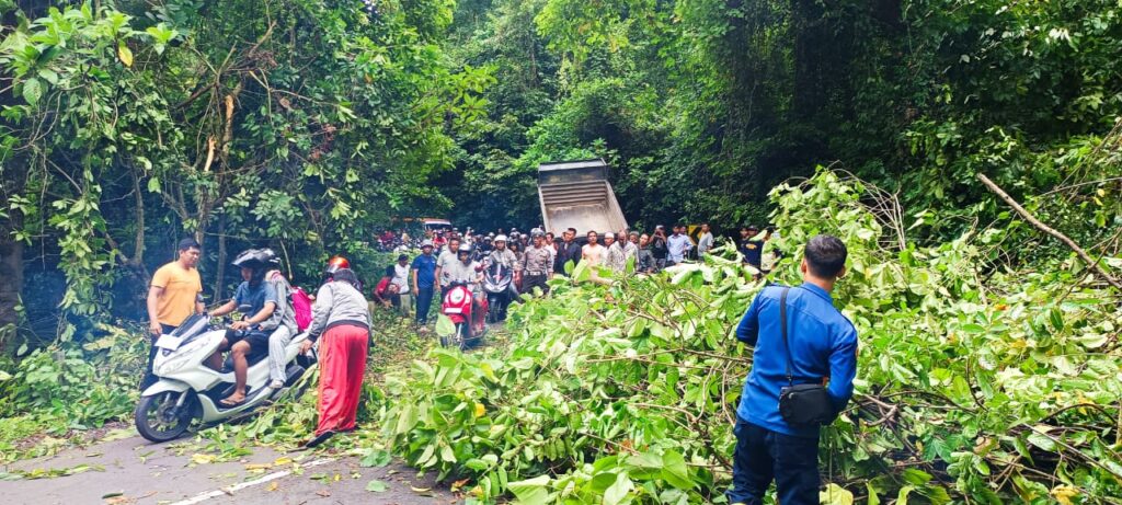 Akibat Tertimpa Pohon, Pengendara Alami Patah Tulang