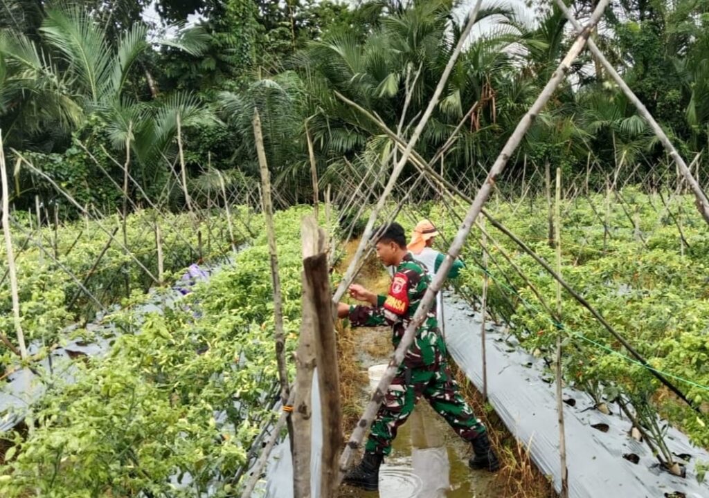 Babinsa Koramil 1002-01/Batang Alai Selatan Bantu Petani Rawat Tanaman Cabai