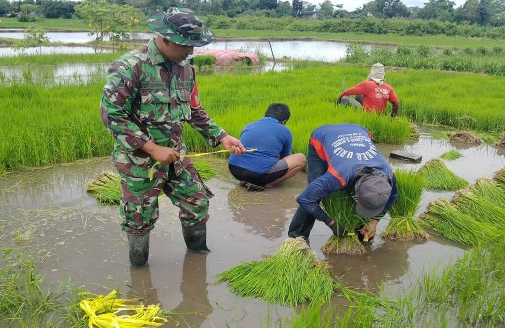 Babinsa Kaligrenjeng Dampingi Proses Perkembangan Bibit Padi Sebelum Tanam Di Wilayah Winotirto