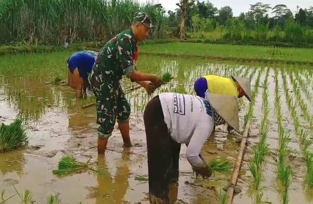 Babinsa Bendorejo Udanawu Dampingi Tanam Padi Beri Semangat Pada Poktan Maju Tani