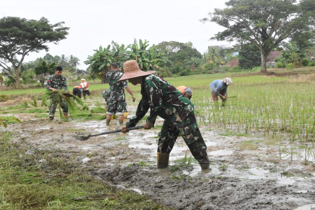 Inovasi Pertanian di Kodim 1002/HST: Tanam Padi Varietas Siam untuk Peningkatan Produksi