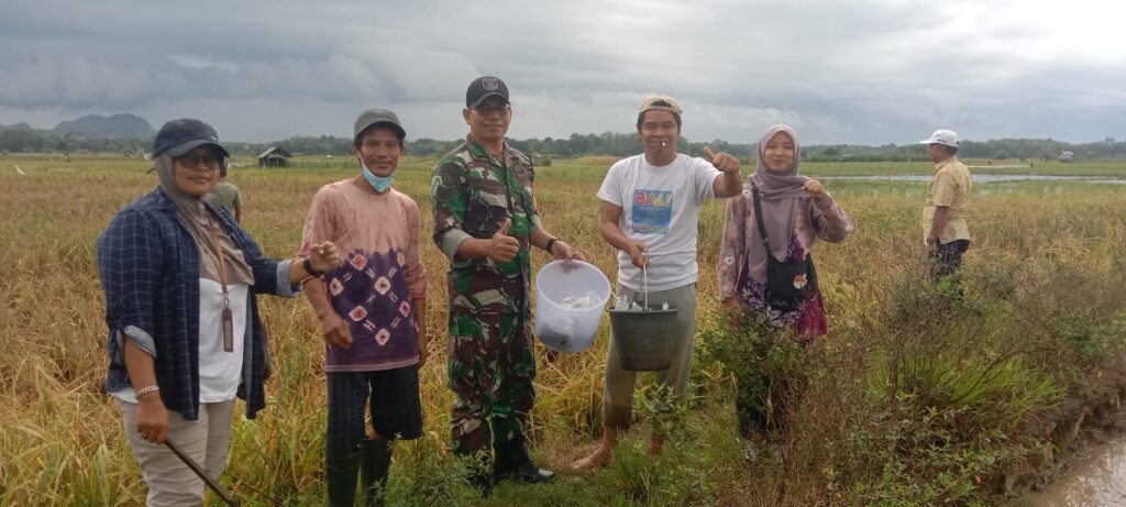 Babinsa Koramil 1002-03/Haruyan Bersama PPL Pertanian Lakukan Pembasmian Hama Tikus di Lahan Petani