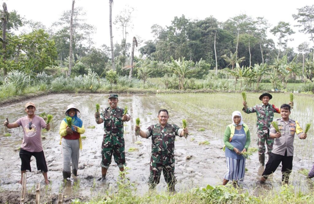 Kejar Progres Februari Kasdim 0808 Beserta Poktan Tunas Tani Maksimalkan Tanam Padi Di Ponggok