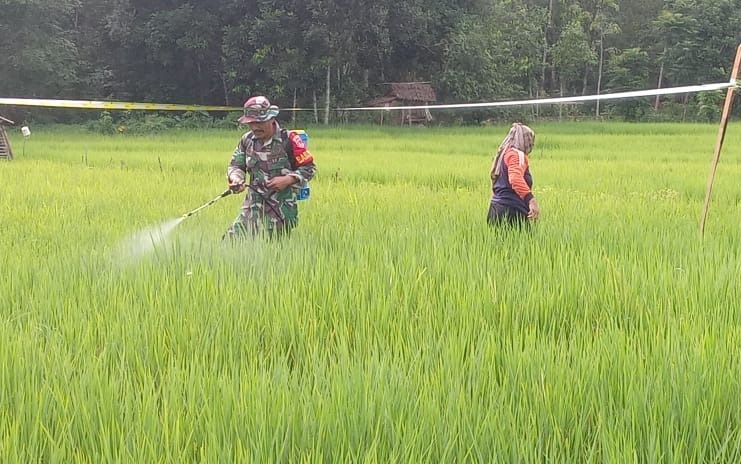 Peduli Pertanian, Babinsa Bantu Petani Semprot Tanaman Padi