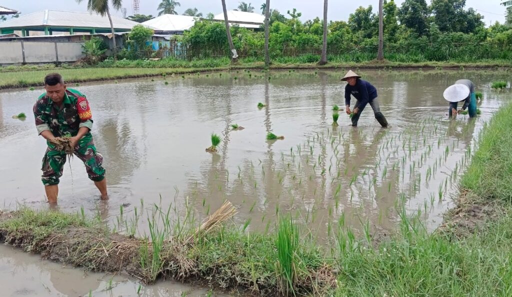 Sinergi Babinsa dan Petani Dorong Ketahanan Pangan di KLU