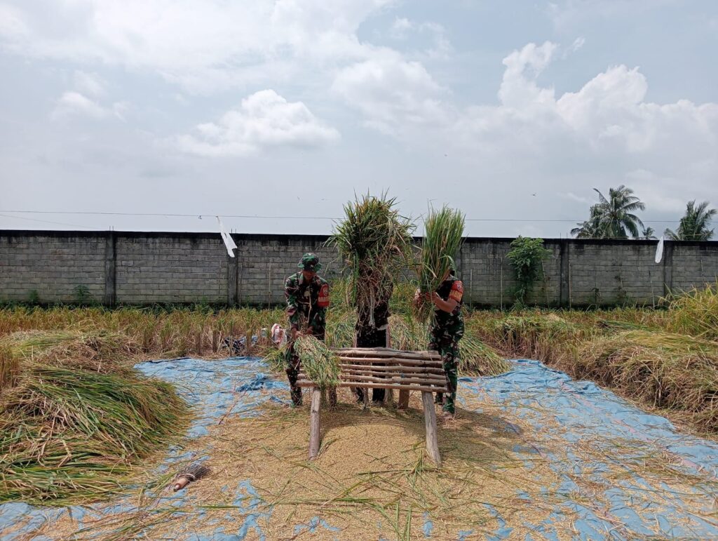 Dukung Ketahanan Pangan, Babinsa Koramil 1615-01/Selong Dampingi Petani Panen Padi di Sukamulia Timur