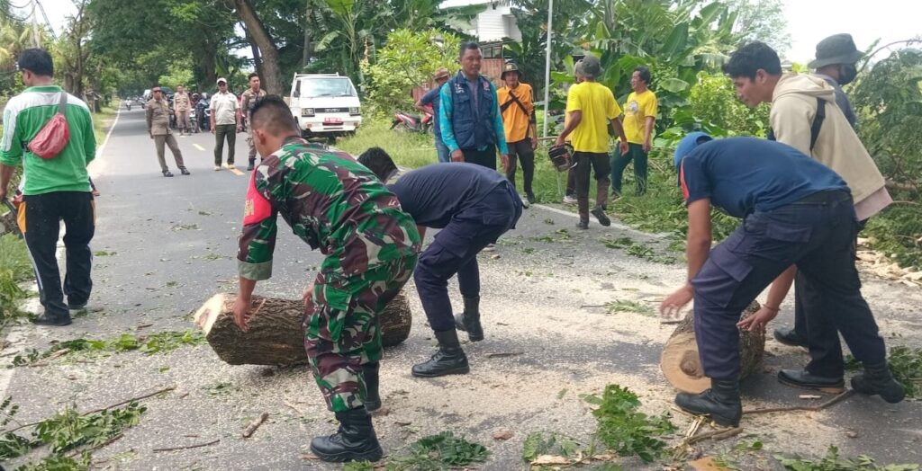 Cegah Bahaya di Jalan! Pemkab KLU Gerak Cepat Pangkas Pohon Rawan Tumbang