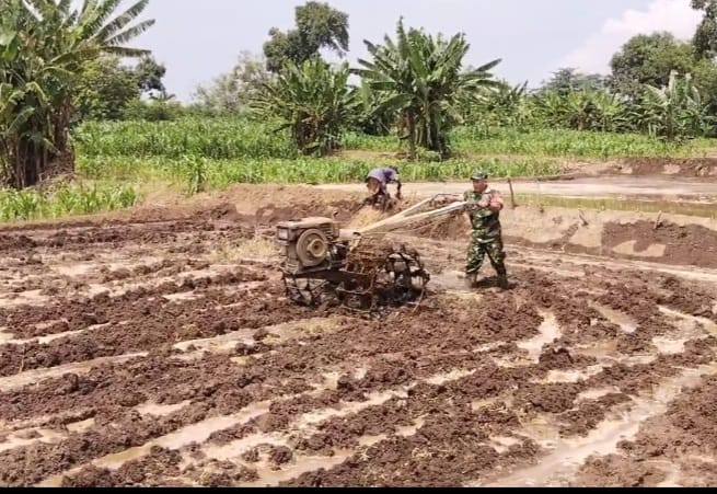 Wujud Kepedulian, Babinsa Bantu Warga Bajak Sawah