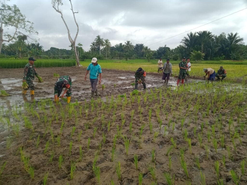 Lahan 0,6 Hektar di Labuan Amas Selatan Ditanami Padi oleh Babinsa dan Petani