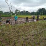 Lahan 0,6 Hektar di Labuan Amas Selatan Ditanami Padi oleh Babinsa dan Petani