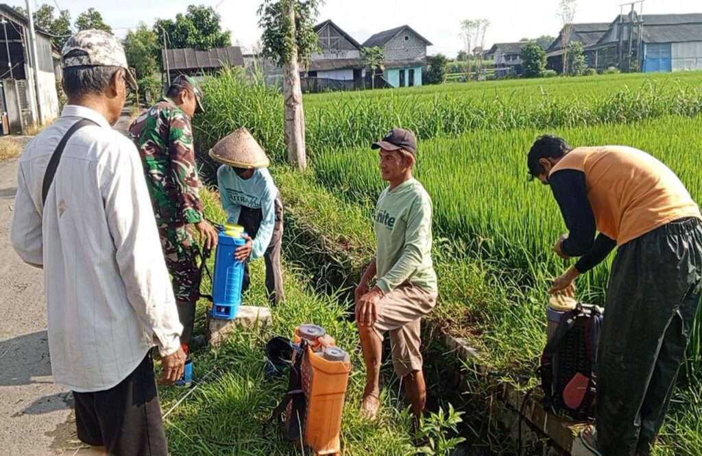 Cegah Serangan Hama Padi, Babinsa Satrean Dampingi Petani Penyemprotan Hama