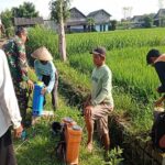 Cegah Serangan Hama Padi, Babinsa Satrean Dampingi Petani Penyemprotan Hama