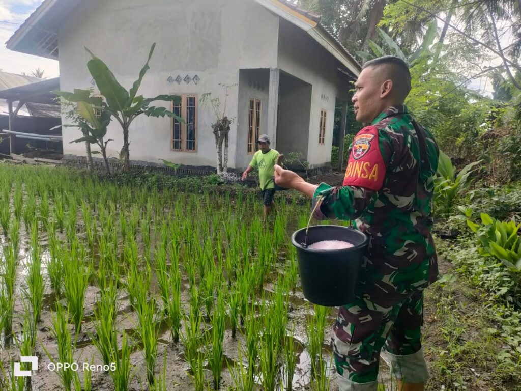 Babinsa Banjar Sari Dampingi Petani dalam Pemupukan Tanaman Padi