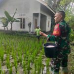 Babinsa Banjar Sari Dampingi Petani dalam Pemupukan Tanaman Padi